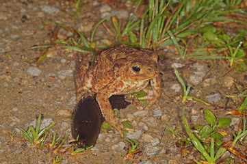 Bufo bufo Erdkröte DE, NRW, Solingen, Ohligser Heide 27.05.2016