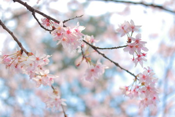 ４月に咲く幻想的に美しい夕暮れ時の桜