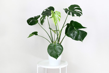 Monster in the interior on a gray background.