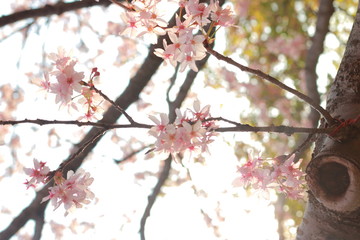 ４月に咲く幻想的に美しい夕暮れ時の桜