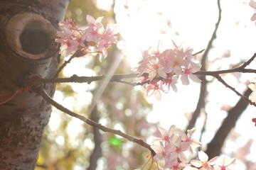 ４月に咲く幻想的に美しい夕暮れ時の桜