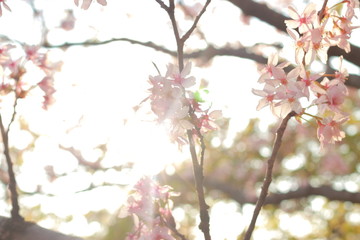 ４月に咲く幻想的に美しい夕暮れ時の桜