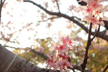 春に咲く舞い散るピンクの桜並木