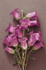 Pink flowers bells on paper