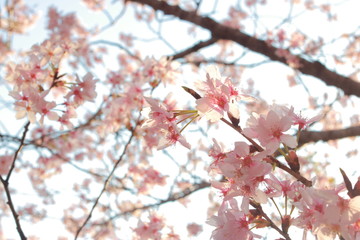 春に咲く舞い散るピンクの桜並木