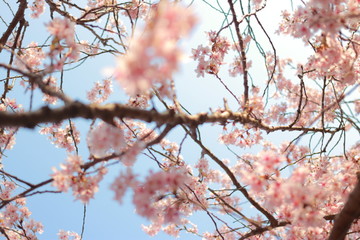 ４月に咲く幻想的に美しい夕暮れ時の桜