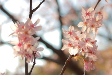 ４月に咲く幻想的に美しい夕暮れ時の桜