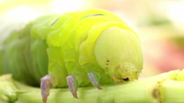 Oleander Hawk Moth Caterpillar (Daphnis nerii, Sphingidae), eat leaves of a plant.
