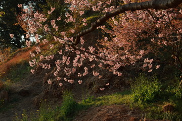 春に咲く舞い散るピンクの桜並木