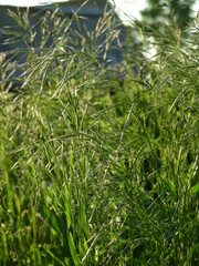 background of green grass