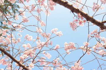 春の訪れを感じる青空の下のさくら