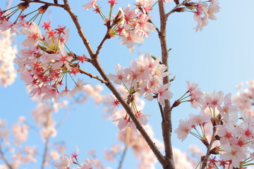 春の訪れを感じる青空の下の桜