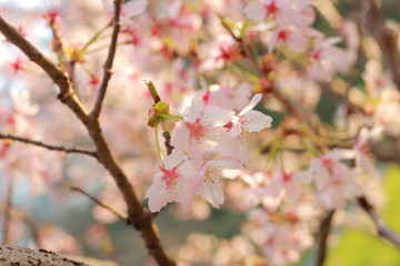 春の訪れを感じる青空の下の桜