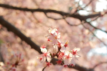 春の訪れを感じる青空の下のさくら
