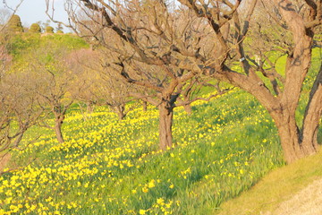 神聖な森の黄色い花たち
