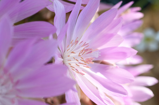 Alpine flower  Lewisia rediviva pink, common name Bitterroot