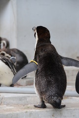 フンボルトペンギンの背中