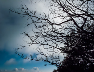 Dry tree on a sky background at Bangkok Thailand.