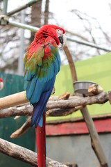 コンゴウインコ     オウム