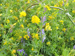 field of yellow flowers