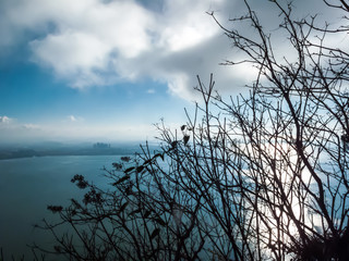 Dry tree on a sky background at Bangkok Thailand.