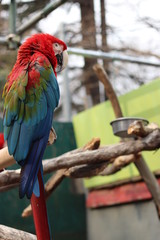 コンゴウインコ     オウム