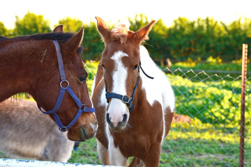 Horses in the field. Two beautiful horses on the farm. Animal shelter provides good care. Treatment and care of animals in a veterinary clinic. Horse friendship is special. 