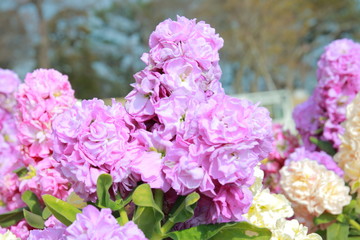 午後の明るい庭園の幻想的な花