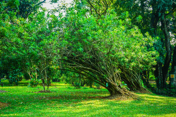 pleomele agave tree with name board on the trunk with green leaf and grass in bogor indonesia
