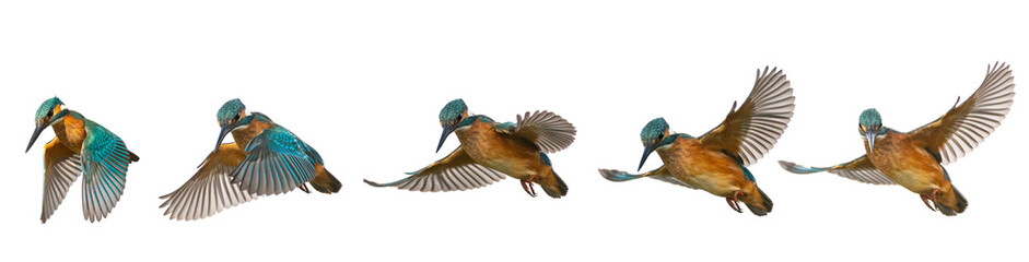 Collage of Common Kingfisher, Alcedo atthis, in flight isolated on a white background © Tatiana