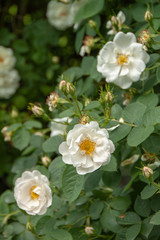 Rosa alba 'Suaveolens'