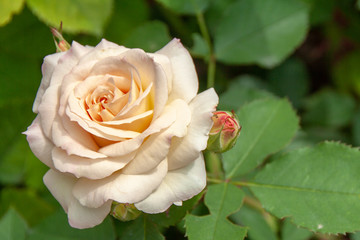 Rosa 'Galaxy'