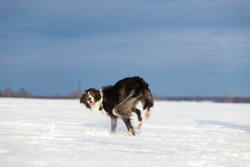 Dog Border Collie on a walk in winter