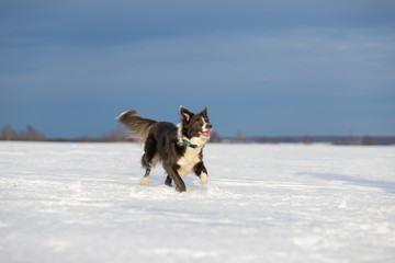 Dog Border Collie on a walk in winter