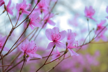 春に歌う陽気な陰陽なピンクの梅の花