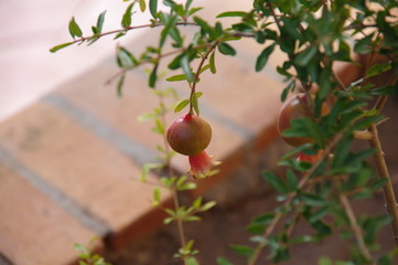 pomegranate