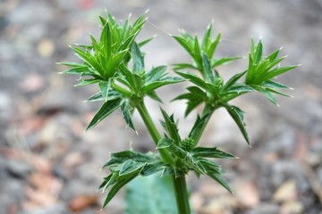 fresh green Eryngium foetidum plant in nature garden