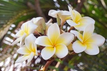 white plumeria flower in nature garden