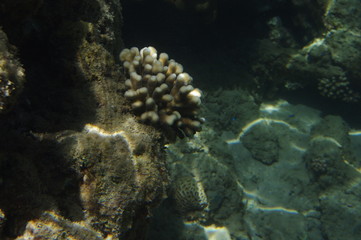 coral