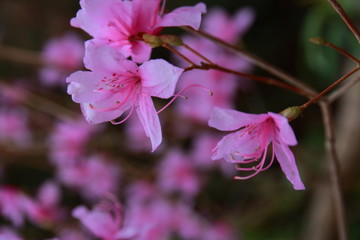 春に歌う陽気な陰陽なピンクの梅の花