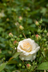 Rosa 'Galaxy'