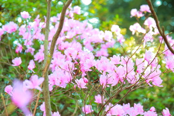 春に歌う陽気な陰陽なピンクの梅の花