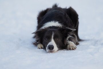 Dog Border Collie on a walk in winter