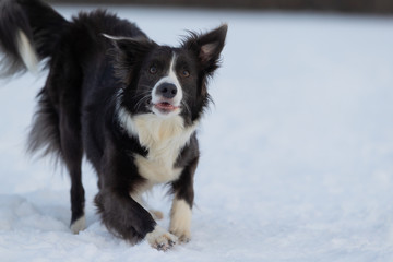 Dog Border Collie on a walk in winter