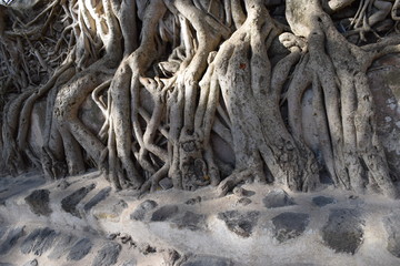 Baumwurzwln an Mauer