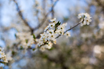 white flowers in spring