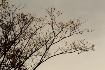 Dry tree on a sky background at Bangkok Thailand.