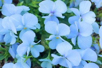 淡い小さな水色の花