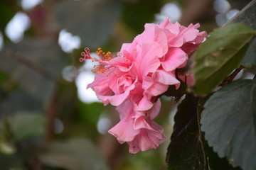 Hibiskusblüte © Regine Ruedinger