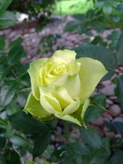 White & Green Rose